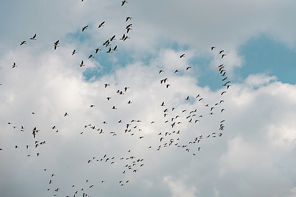 포토 JPG 주간 구름 로우앵글 자연 하늘 사람없음 야외 가을풍경 가을 비행 경기도 새떼 기러기 의왕 국내포토 자연요소 계절 뷰포인트 조류 한국 풍경 생태계 파일형식 가을_계절