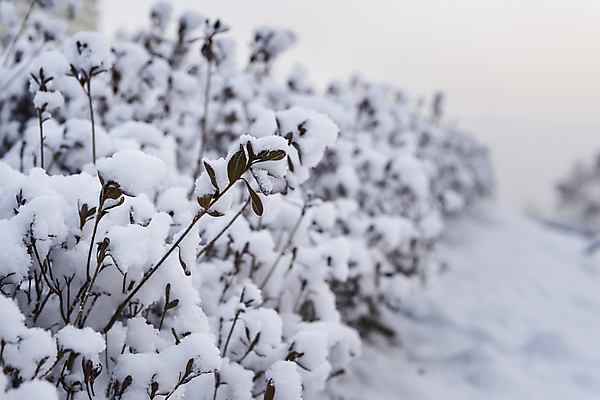 포토 JPG 주간 공원 설경 겨울 눈꽃 사람없음 야외 아웃포커스 추위 눈 관목 겨울풍경 눈덮임 국내포토 자연요소 나무 계절 공공시설 컨셉 날씨 눈_날씨 촬영기법 풍경 파일형식