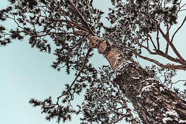 포토 JPG 주간 로우앵글 설경 겨울 하늘 사람없음 야외 추위 눈 소나무 겨울풍경 국내포토 자연요소 나무 계절 뷰포인트 날씨 풍경 파일형식