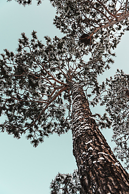 포토 JPG 주간 로우앵글 설경 겨울 하늘 사람없음 야외 추위 눈 소나무 겨울풍경 국내포토 자연요소 나무 계절 뷰포인트 날씨 풍경 파일형식