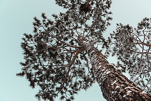 포토 JPG 주간 로우앵글 설경 겨울 하늘 사람없음 야외 추위 눈 소나무 겨울풍경 국내포토 자연요소 나무 계절 뷰포인트 날씨 풍경 파일형식