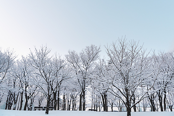 포토 JPG 주간 나무 공원 설경 겨울 하늘 눈꽃 사람없음 야외 추위 눈 겨울풍경 눈덮임 국내포토 자연요소 식물 계절 공공시설 컨셉 날씨 눈_날씨 풍경 파일형식