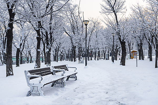 포토 JPG 주간 나무 공원 설경 겨울 가로등 벤치 사람없음 야외 산책로 추위 눈 겨울풍경 눈덮임 국내포토 자연요소 식물 계절 공공시설 길 컨셉 의자 날씨 풍경 파일형식