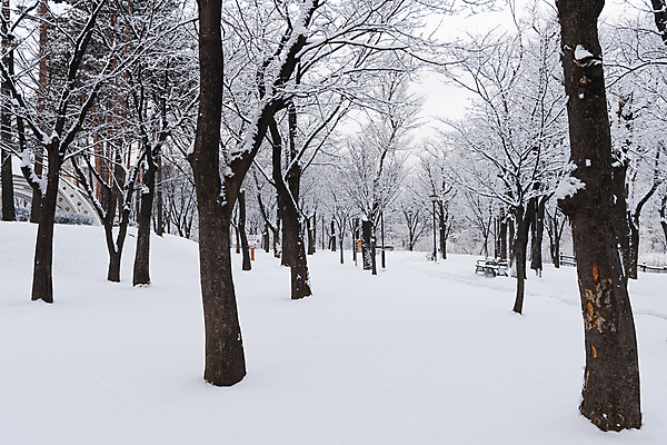 포토 JPG 주간 나무 공원 설경 겨울 벤치 사람없음 야외 산책로 추위 눈 겨울풍경 눈덮임 국내포토 자연요소 식물 계절 공공시설 길 컨셉 의자 날씨 풍경 파일형식