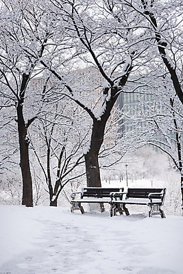 포토 JPG 주간 나무 공원 설경 겨울 벤치 사람없음 야외 산책로 추위 눈 겨울풍경 눈덮임 국내포토 자연요소 식물 계절 공공시설 길 컨셉 의자 날씨 풍경 파일형식