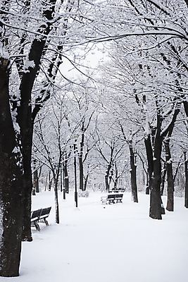 포토 JPG 주간 나무 공원 설경 겨울 벤치 사람없음 야외 산책로 추위 눈 겨울풍경 눈덮임 국내포토 자연요소 식물 계절 공공시설 길 컨셉 의자 날씨 풍경 파일형식