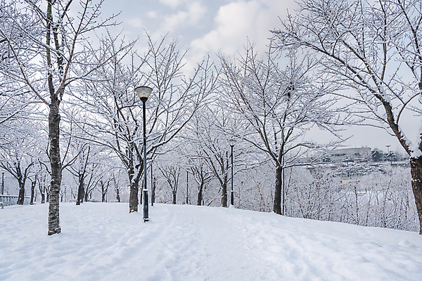 포토 JPG 주간 나무 구름 공원 설경 겨울 가로등 하늘 사람없음 야외 산책로 추위 눈 겨울풍경 눈덮임 국내포토 자연요소 식물 계절 공공시설 길 컨셉 날씨 풍경 파일형식