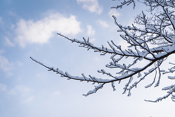 포토 JPG 주간 구름 설경 겨울 하늘 사람없음 야외 맑음 추위 나뭇가지 눈 겨울풍경 국내포토 자연요소 나무 계절 날씨 풍경 파일형식
