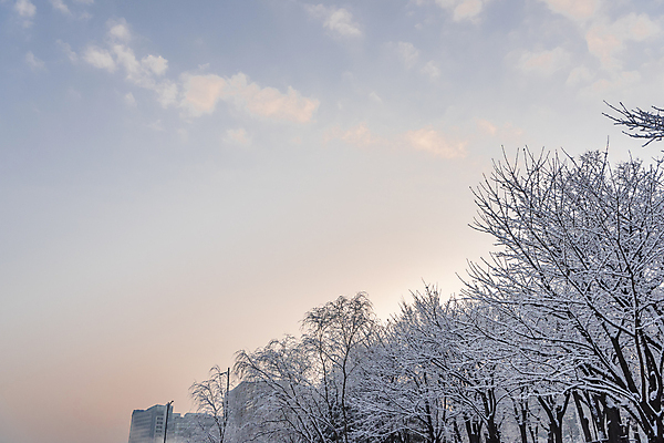 포토 JPG 주간 나무 구름 공원 설경 겨울 하늘 사람없음 야외 추위 눈 겨울풍경 국내포토 자연요소 식물 계절 공공시설 날씨 풍경 파일형식