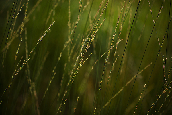 포토 JPG 주간 사람없음 야외 여름 평화 여름풍경 풀 경기도 일산 국내포토 자연요소 식물 계절 컨셉 한국 풍경 파일형식 여름_계절