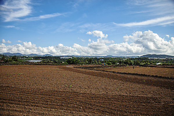 포토 JPG 주간 구름 하늘 풍경 사람없음 야외 여름 제주도 농경지 평화 경작 농사 맑음 황토 국내포토 자연요소 계절 컨셉 농업 날씨 한국 농장 흙 파일형식
