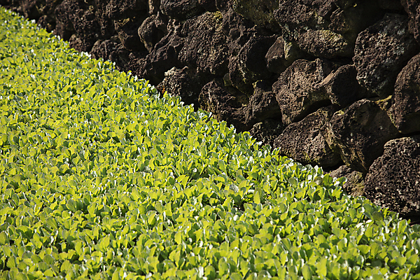 포토 JPG 주간 돌담 풍경 사람없음 야외 농작물 제주도 농장 농사 국내포토 자연요소 농업 한국 담장 돌_바위 파일형식