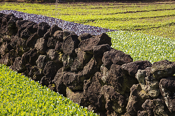 포토 JPG 주간 돌담 풍경 사람없음 야외 농작물 제주도 농장 농사 국내포토 자연요소 농업 한국 담장 돌_바위 파일형식