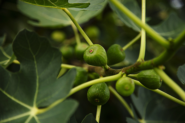 포토 JPG 주간 줄기 잎 풍경 사람없음 야외 아웃포커스 제주도 무화과 무화과열매 국내포토 자연요소 식물 열매 과일 한국 촬영기법 파일형식