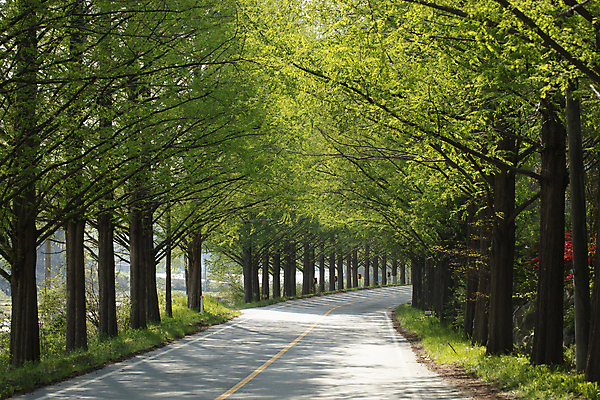 포토 JPG 주간 도로 그림자 풍경 사람없음 야외 전라남도 힐링 담양 메타세콰이어 메타세콰이어길 공허 국내포토 자연요소 나무 길 컨셉 교통시설 전라도 파일형식