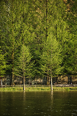 포토 JPG 주간 호수 풍경 사람없음 야외 울타리 고요 전라남도 담양 메타세콰이어 국내포토 자연요소 나무 담장 전라도 파일형식