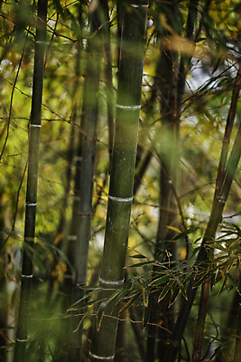 포토 JPG 주간 풍경 사람없음 야외 아웃포커스 소프트포커스 경상북도 대나무 대나무숲 대나무잎 울창 국내포토 자연요소 나무 잎 자연 촬영기법 숲 경상도 파일형식