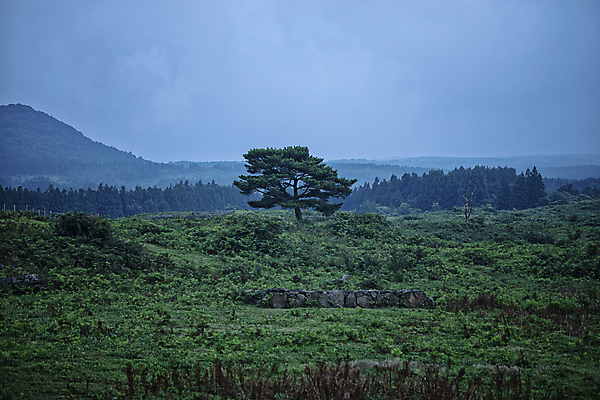포토 JPG 주간 나무 하늘 산 한그루 풍경 사람없음 야외 제주도 오름 국내포토 자연요소 식물 1 한국 파일형식