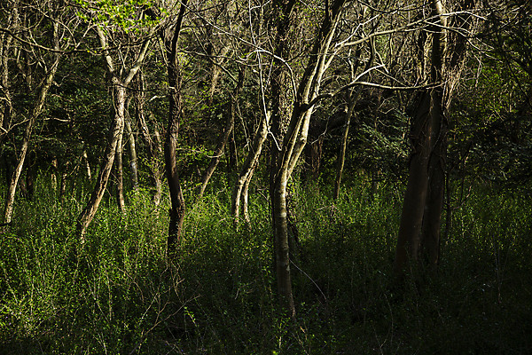 포토 JPG 주간 나무 그림자 풍경 사람없음 야외 제주도 풀 숲속 숲 그림 국내포토 자연요소 식물 한국 파일형식