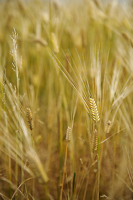 포토 JPG 주간 풍경 사람없음 야외 아웃포커스 제주도 추수 소프트포커스 보리 보리밭 보리이삭 국내포토 자연요소 밭 농업 곡류 한국 촬영기법 이삭 파일형식