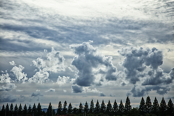 포토 JPG 주간 나무 구름 하늘 풍경 사람없음 야외 맑음 뭉게구름 경상남도 국내포토 자연요소 식물 날씨 경상도 파일형식 구름_자연