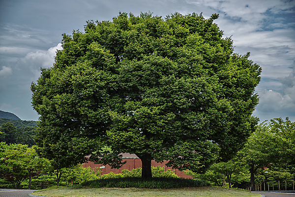 포토 JPG 주간 나무 구름 하늘 풍경 사람없음 야외 큼 경기도 수원 웅장함 풍요 국내포토 자연요소 식물 컨셉 한국 크기 파일형식