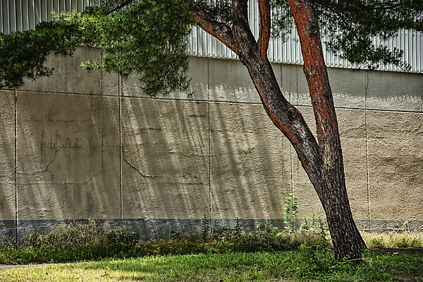 포토 JPG 주간 벽 그림자 풍경 사람없음 야외 소나무 풀 강원도 곰솔 곰솔나무 나무그늘 국내포토 자연요소 나무 식물 한국 그늘 파일형식