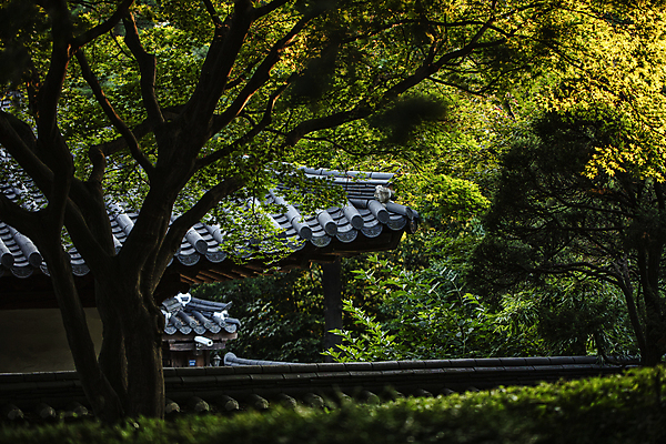 포토 JPG 주간 나무 한옥 서울 기와집 풍경 사람없음 야외 고요 가을 숲속 숲 기와담장 국내포토 자연요소 식물 한국전통 계절 고건축 한국 기와 담장 파일형식