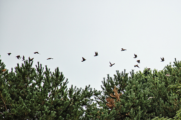 포토 JPG 주간 여러마리 조류 하늘 나뭇잎 풍경 사람없음 야외 비행 충청남도 날갯짓 새떼 천안 국내포토 자연요소 동물 다수 잎 충청도 파일형식