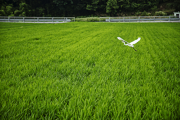 포토 JPG 주간 한마리 논 풍경 사람없음 야외 농경지 벼 농촌 비행 경상남도 날갯짓 국내포토 자연요소 1 농업 곡류 농장 시골 경상도 파일형식