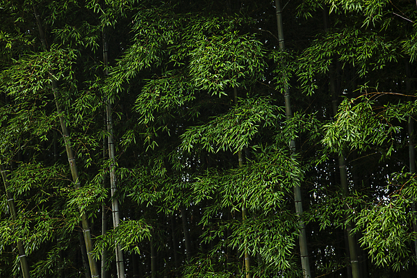 포토 JPG 주간 풍경 사람없음 야외 여름 대나무 대나무숲 남해 대나무잎 울창 국내포토 자연요소 나무 계절 바다 잎 자연 숲 파일형식