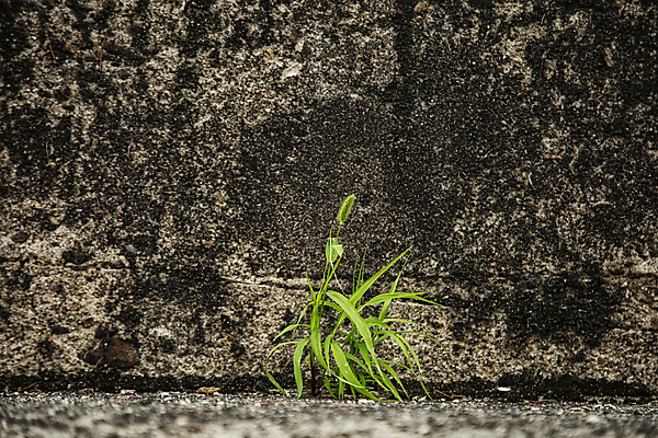 포토 JPG 주간 생명 풍경 사람없음 야외 여름 풀 잡초 광주 콘크리트 국내포토 자연요소 식물 계절 한국 파일형식