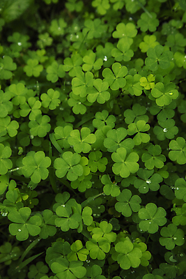 포토 JPG 주간 자연 풍경 사람없음 야외 초록색 이슬 가득함 경기도 세잎클로버 일산 국내포토 자연요소 식물 컬러 한국 클로버 생태계 파일형식