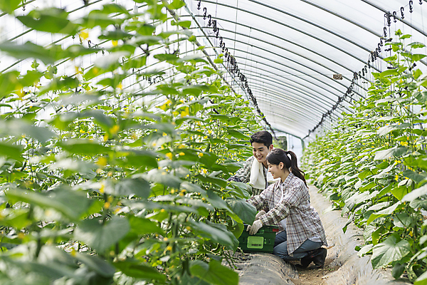 포토 JPG 주간 전신 커플 여자 남자 실내 미소 상반신 20대 성인 두명 옆모습 바구니 농사 한국인 수확 가을 농촌 잡기 농부 무릎꿇기 귀농 비닐하우스 전원생활 오이밭 성인만 국내포토 여주시 자연요소 직업 계절 뷰포인트 밭 농업 관계 모션 표정 사람 동양인 청년 내부 생활 시골 경기도 파일형식