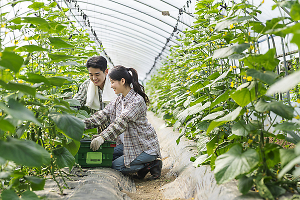 포토 JPG 주간 전신 커플 여자 남자 실내 미소 상반신 20대 성인 두명 옆모습 바구니 농사 한국인 수확 가을 농촌 잡기 농부 무릎꿇기 귀농 비닐하우스 전원생활 오이밭 성인만 국내포토 여주시 자연요소 직업 계절 뷰포인트 밭 농업 관계 모션 표정 사람 동양인 청년 내부 생활 시골 경기도 파일형식