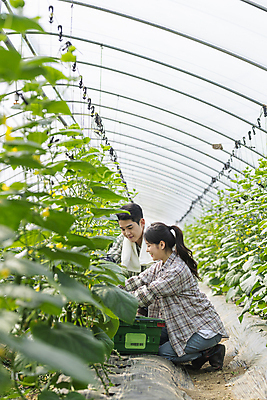 포토 JPG 주간 전신 커플 여자 남자 실내 미소 상반신 20대 성인 두명 옆모습 바구니 농사 한국인 수확 가을 농촌 농부 소프트포커스 무릎꿇기 귀농 비닐하우스 전원생활 오이밭 성인만 국내포토 여주시 자연요소 직업 계절 뷰포인트 밭 농업 관계 모션 촬영기법 표정 사람 동양인 청년 내부 생활 시골 경기도 파일형식