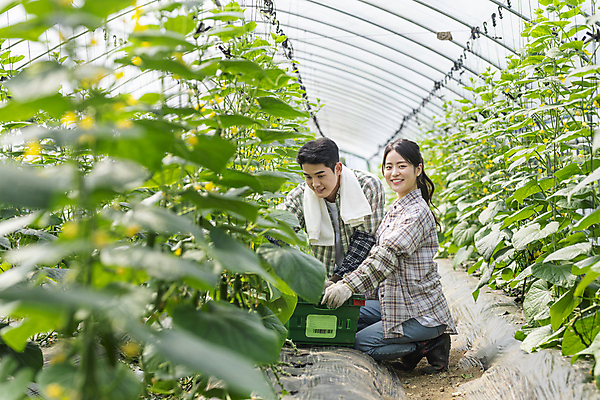 포토 JPG 주간 전신 커플 응시 여자 남자 실내 미소 상반신 20대 성인 두명 옆모습 바구니 농사 한국인 수확 가을 농촌 잡기 농부 소프트포커스 무릎꿇기 귀농 비닐하우스 전원생활 오이밭 성인만 국내포토 여주시 자연요소 직업 시선 계절 뷰포인트 밭 농업 관계 모션 촬영기법 표정 사람 동양인 청년 내부 생활 시골 경기도 파일형식