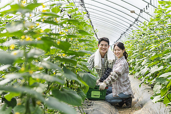 포토 JPG 주간 전신 커플 응시 여자 남자 실내 미소 상반신 20대 성인 두명 앞모습 옆모습 바구니 농사 한국인 수확 가을 농촌 잡기 농부 소프트포커스 무릎꿇기 귀농 비닐하우스 전원생활 오이밭 성인만 국내포토 여주시 자연요소 직업 시선 계절 뷰포인트 밭 농업 관계 모션 촬영기법 표정 사람 동양인 청년 내부 생활 시골 경기도 파일형식