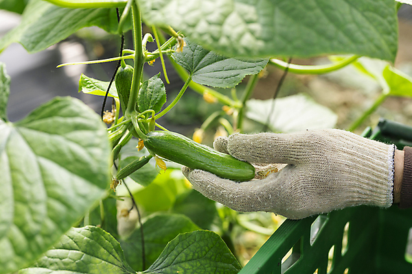 포토 JPG 주간 손 오이 실내 아웃포커스 신체부위 바구니 농사 수확 가을 농촌 잡기 농부 귀농 전원생활 목장갑 오이밭 국내포토 여주시 자연요소 직업 계절 장갑 밭 농업 채소 모션 촬영기법 사람 내부 생활 시골 경기도 파일형식