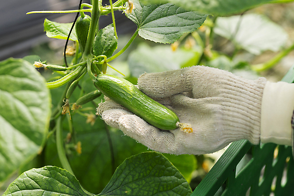 포토 JPG 주간 손 오이 실내 들기 아웃포커스 신체부위 농사 수확 가을 농촌 잡기 농부 귀농 전원생활 목장갑 오이밭 성인여자한명만 국내포토 여주시 자연요소 직업 계절 장갑 밭 농업 채소 모션 촬영기법 사람 내부 생활 시골 경기도 여자한명만 성인여자만 파일형식