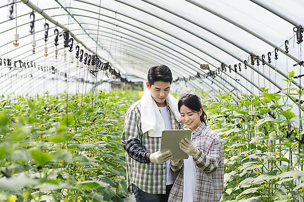 포토 JPG 주간 커플 응시 여자 남자 실내 관리 미소 들기 상반신 20대 성인 두명 앞모습 태블릿 농사 한국인 가을 농촌 농부 귀농 비닐하우스 전원생활 오이밭 성인만 스마트팜 국내포토 여주시 자연요소 직업 시선 계절 뷰포인트 밭 농업 관계 모션 표정 사람 동양인 청년 내부 생활 전자제품 스마트기기 농장 시골 경기도 파일형식