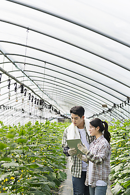 포토 JPG 주간 커플 응시 여자 남자 실내 관리 미소 들기 상반신 20대 성인 두명 앞모습 옆모습 태블릿 농사 한국인 가을 농촌 농부 확인 귀농 비닐하우스 전원생활 오이밭 성인만 스마트팜 국내포토 여주시 자연요소 직업 시선 계절 뷰포인트 밭 농업 관계 모션 표정 사람 동양인 청년 내부 생활 전자제품 스마트기기 농장 시골 경기도 파일형식