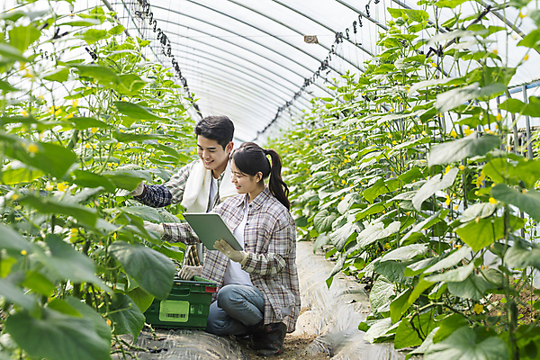 포토 JPG 주간 전신 커플 응시 여자 남자 실내 관리 미소 들기 상반신 20대 성인 두명 옆모습 태블릿 바구니 농사 한국인 가을 농촌 농부 귀농 비닐하우스 전원생활 웅크림 오이밭 성인만 스마트팜 국내포토 여주시 자연요소 직업 시선 계절 뷰포인트 밭 농업 관계 모션 표정 사람 동양인 청년 내부 생활 전자제품 스마트기기 농장 시골 경기도 파일형식
