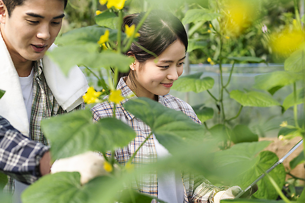 포토 JPG 주간 커플 응시 여자 남자 잎 실내 관리 미소 들기 상반신 20대 성인 두명 옆모습 태블릿 농사 한국인 가을 농촌 농부 소프트포커스 귀농 비닐하우스 전원생활 오이밭 성인만 스마트팜 국내포토 여주시 자연요소 식물 직업 시선 계절 뷰포인트 밭 농업 관계 모션 촬영기법 표정 사람 동양인 청년 내부 생활 전자제품 스마트기기 농장 시골 경기도 파일형식
