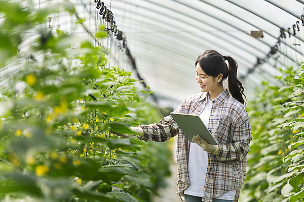 포토 JPG 주간 응시 여자 실내 관리 한명 미소 들기 상반신 20대 성인 옆모습 아웃포커스 태블릿 농사 한국인 가을 농촌 농부 소프트포커스 귀농 비닐하우스 전원생활 손뻗기 오이밭 성인여자한명만 스마트팜 국내포토 여주시 자연요소 직업 1 시선 계절 뷰포인트 밭 농업 모션 촬영기법 표정 사람 동양인 청년 내부 생활 전자제품 스마트기기 농장 시골 경기도 여자한명만 성인여자만 파일형식
