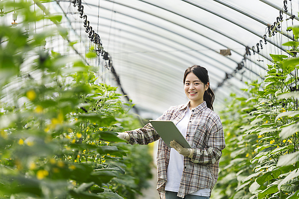 포토 JPG 주간 응시 여자 실내 관리 한명 미소 들기 상반신 20대 성인 앞모습 태블릿 농사 한국인 가을 농촌 농부 귀농 비닐하우스 전원생활 손뻗기 오이밭 성인여자한명만 스마트팜 국내포토 여주시 자연요소 직업 1 시선 계절 뷰포인트 밭 농업 모션 표정 사람 동양인 청년 내부 생활 전자제품 스마트기기 농장 시골 경기도 여자한명만 성인여자만 파일형식