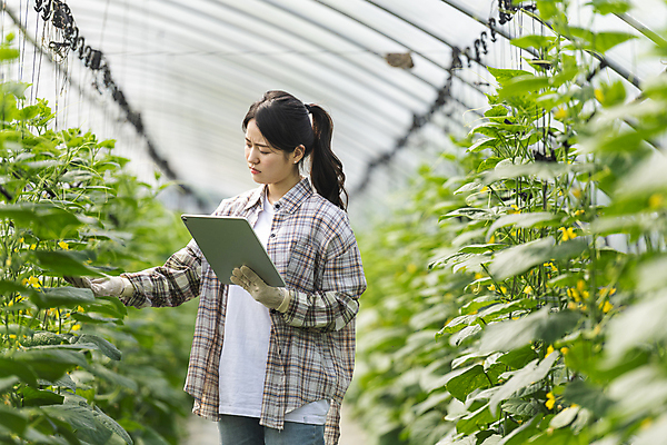 포토 JPG 주간 응시 여자 실내 한명 들기 상반신 20대 성인 옆모습 아웃포커스 태블릿 농사 한국인 가을 농촌 찡그림 농부 소프트포커스 걱정 귀농 비닐하우스 전원생활 손뻗기 오이밭 성인여자한명만 스마트팜 국내포토 여주시 자연요소 직업 1 시선 계절 감정 뷰포인트 밭 농업 모션 촬영기법 표정 사람 동양인 청년 내부 생활 전자제품 스마트기기 농장 시골 경기도 여자한명만 성인여자만 파일형식