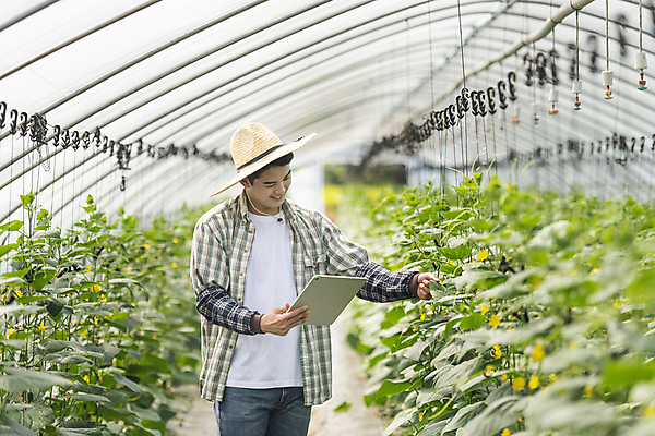 포토 JPG 주간 남자 실내 관리 한명 미소 들기 상반신 20대 성인 옆모습 아웃포커스 태블릿 농사 만지기 한국인 가을 농촌 농부 소프트포커스 밀짚모자 귀농 비닐하우스 전원생활 오이밭 성인남자한명만 스마트팜 국내포토 여주시 자연요소 직업 모자_잡화 1 계절 뷰포인트 밭 농업 모션 촬영기법 표정 사람 동양인 청년 내부 생활 전자제품 스마트기기 농장 시골 경기도 남자한명만 성인남자만 파일형식