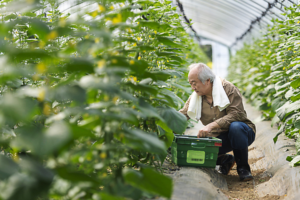 포토 JPG 주간 전신 노년 남자 실내 한명 앞모습 아웃포커스 바구니 농사 한국인 수확 가을 농촌 잡기 농부 소프트포커스 귀농 70대 비닐하우스 전원생활 웅크림 오이밭 노인남자한명만 국내포토 여주시 자연요소 직업 1 계절 뷰포인트 밭 농업 모션 촬영기법 사람 동양인 성인 내부 생활 시골 경기도 남자한명만 노인남자만 파일형식