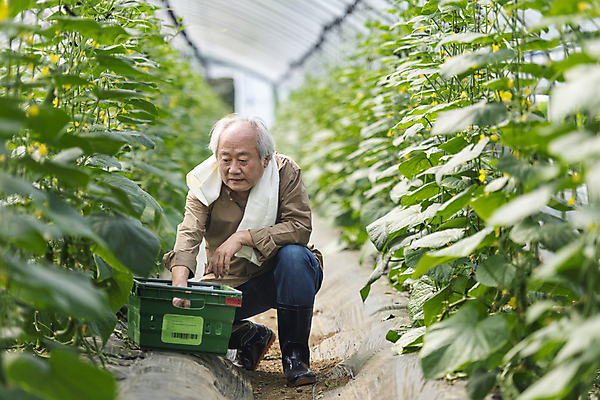 포토 JPG 주간 전신 응시 노년 남자 실내 한명 앞모습 아웃포커스 바구니 농사 한국인 수확 가을 농촌 농부 담기 귀농 70대 비닐하우스 전원생활 웅크림 오이밭 노인남자한명만 국내포토 여주시 자연요소 직업 1 시선 계절 뷰포인트 밭 농업 모션 촬영기법 사람 동양인 성인 내부 생활 시골 경기도 남자한명만 노인남자만 파일형식